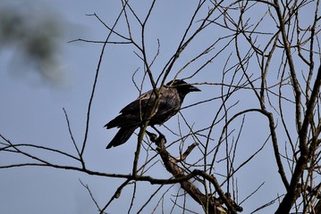 Eine Krähe sitzt im kahlen Geäst eines Baumes