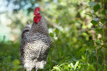 Motley rooster on a background of green plants.
