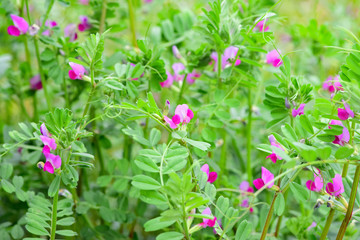 カラスノエンドウ