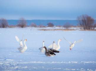 A flock of white geese and one gray goose on the snow