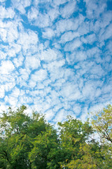 Fototapeta premium lush green foliage birch trees and blue sky in the rainforest on frame nature background texture perspective 