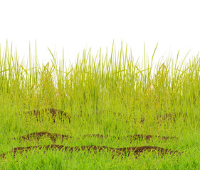 herbes sur terre, fond blanc.