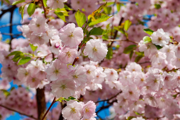 Fototapeta na wymiar Sakura in Bloom