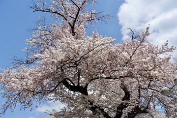 桜