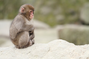 wild Japanese baby monkey in Beppu, Oita, Japan