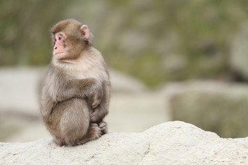 wild Japanese baby monkey in Beppu, Oita, Japan