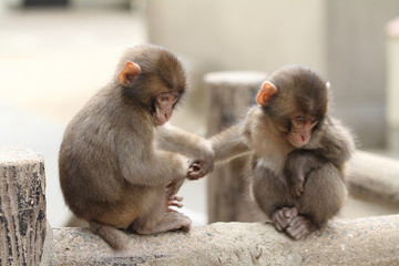 wild Japanese baby monkey in Beppu, Oita, Japan