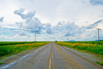 Fototapeta na wymiar Rural road between sunflower fields