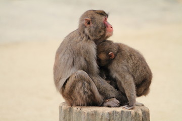 wild Japanese monkeys hugging each other in Beppu, Oita, Japan