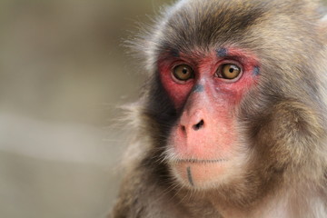 wild Japanese monkey in Beppu, Oita, Japan