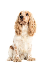 dog on a white background