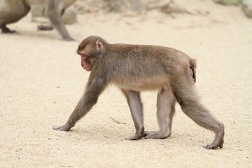 wild Japanese monkey in Beppu, Oita, Japan