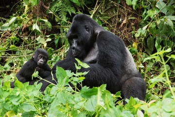 Silverback with a young gorilla in a rainforest
