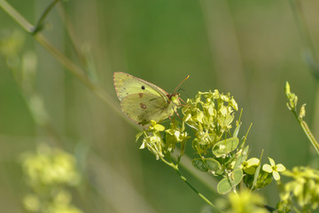 Mariposa en flor
