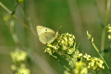 Mariposa colias croceus