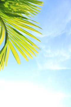 It's Summer time wallpaper, fun, party, background,  sky, picture, art, image, design, travel, poster, event