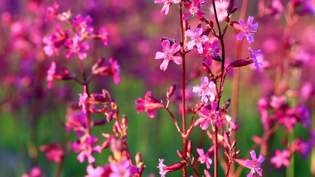 Silene armeria flowers are swayed in the wind