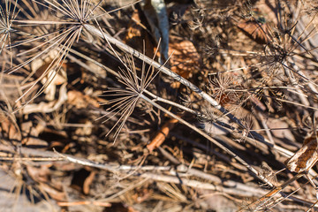 Background of dried plants