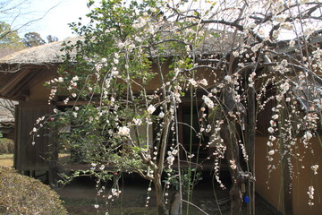 plum blossoms and Kobuntei in Kairaku en, Mito, Japan