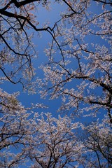 Cherry blossoms and blue sky in japanese spring