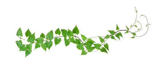 Green leaves wild climbing vine, isolated on white background, clipping path included - obrazy, fototapety, plakaty