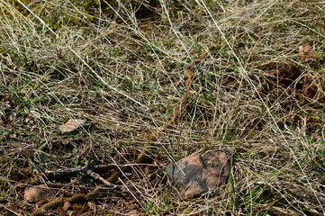 Procession de chenille