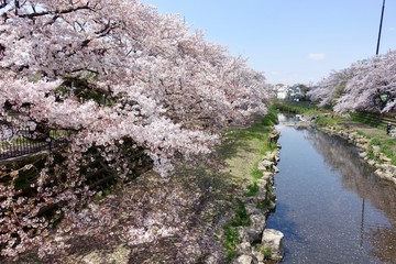 野川の桜