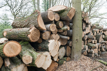 Tree logs piled up in a forest