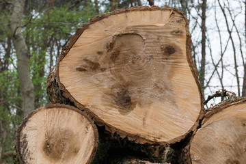 Cut down diseased oak trees