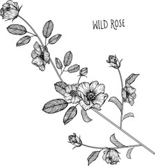 drawing flowers. Wild roses clip-art or illustration.