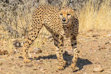 Fototapeta na wymiar cheeta