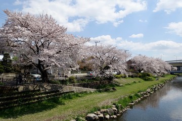 野川の桜