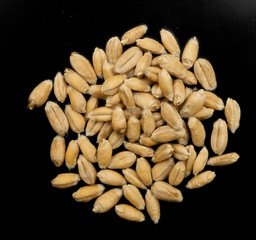 wheat grain