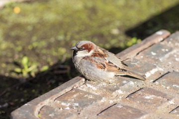 Sparrow sits on a metal plate