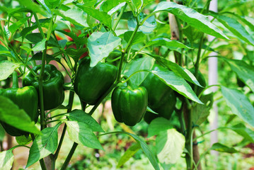 Green bell pepper on the tree