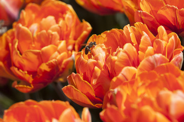 Orange tulips in garden