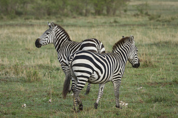 Fototapeta na wymiar zebre al masai mara