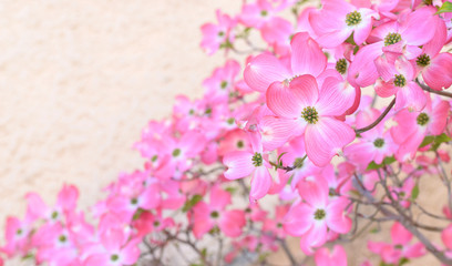 Fototapeta na wymiar Blumen hintergrund