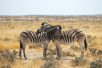 Fototapeta na wymiar Two hugging zebras in love