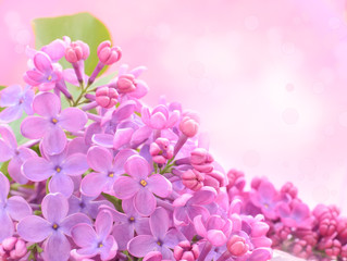 Flieder ast mit blumen