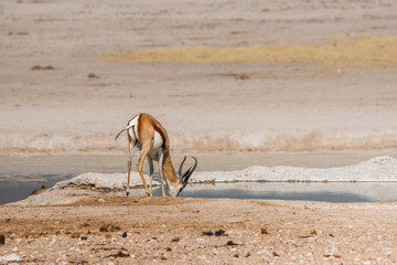 Springbok Antelope male drinking at waterhole in Etosha National Park. Nambia, Africa