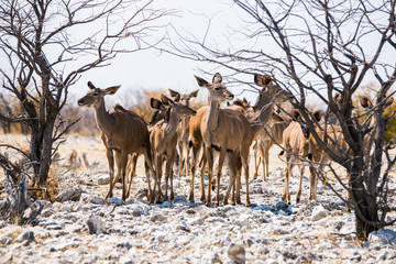 Obraz premium Herd of Kudu antelopes (Tragelaphus strepsiceros) in african savanna. Etosha national park, Namibia