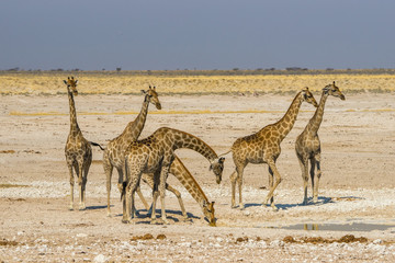 Obraz na płótnie Canvas A group of giraffes standing at waterhole in Etosha national park, Namibia.