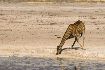 Fototapeta na wymiar Giraffe drinking at waterhole in Etosha national park, Namibia.
