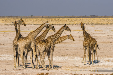 Naklejka na ściany i meble A group of giraffes standing at waterhole in Etosha national park, Namibia.