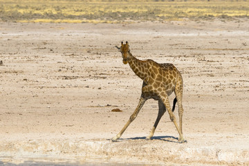 Obraz na płótnie Canvas Giraffe drinking at waterhole in Etosha national park, Namibia.