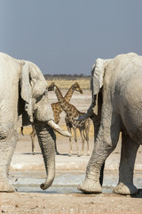 Fototapeta premium 2 african elephants covered in white mud and 2 giraffes at Nebrownii waterhole in Etosha national park, Namibia