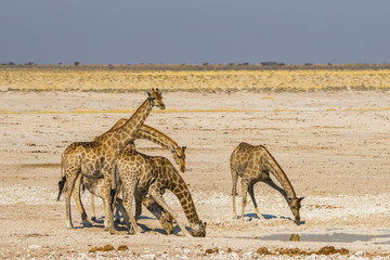 A group of giraffes drinking at waterhole in Etosha national park, Namibia.