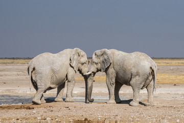 Obraz na płótnie Canvas 2 african elephants covered in white mud at Nebrownii waterhole in Etosha national park, Namibia