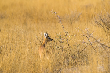 Male steenbok antelope (Raphicerus campestris) standing in long dry grass in Etosha national park, Namibia.